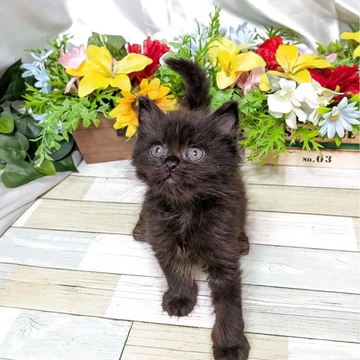 スコティッシュストレート 男の子(オス)