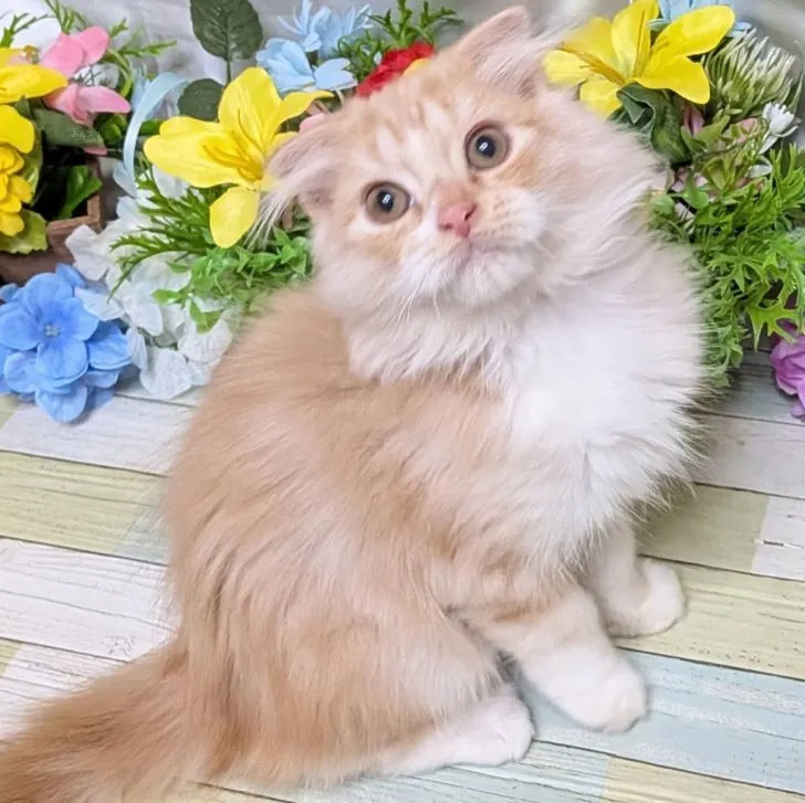 スコティッシュフォールド(折れ耳) 男の子(オス)